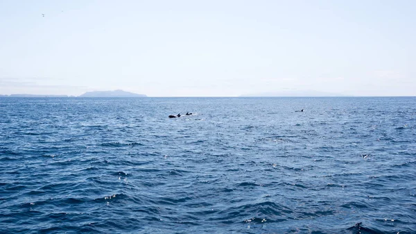 Golfinhos Brincalhões Nadando Águas Oceânicas Perto Das Ilhas Canal Sul — Fotografia de Stock