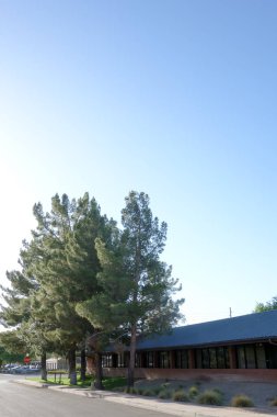 Xeriscaping yerli çöl bitki ve kuraklık hoşgörülü Afgan pines, Arizona sermaye Phoenix şehri sokaklarında; aydınlatılmış geri