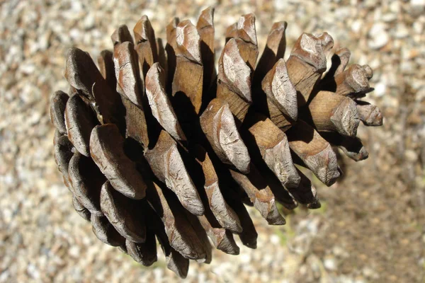 Cône Pin Altérée Conifères Sur Fond Flou — Photo