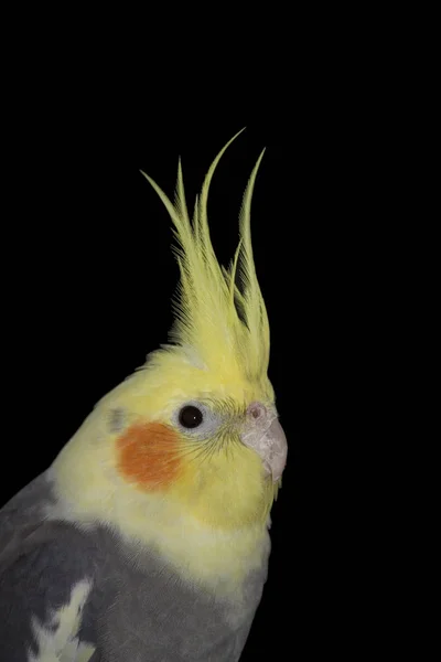 Retrato de Cockatiel — Fotografia de Stock