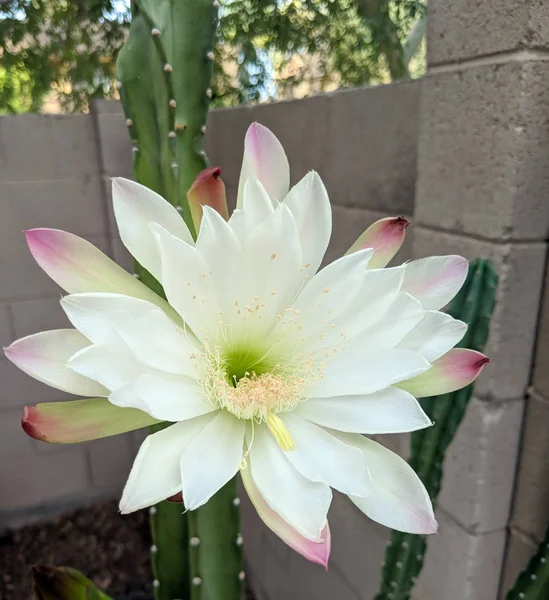 Flor Noche Cactus Cereus Está Punto Cerrar Por Día Madrugada —  Fotos de Stock