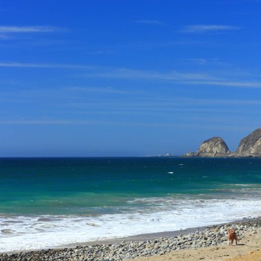 Point Mugu, Ventura county, Ca yakınındaki Thornhill süpürge plajda çalışan köpek