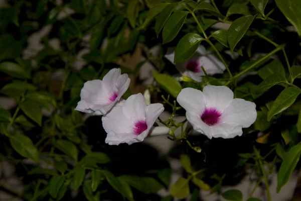 Flores Blancas Campanilla Lilly Vine Noche — Foto de Stock