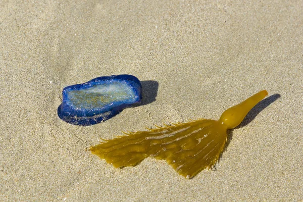Blaue Velella Velella Mit Braunem Kelp Blatt Und Blase Strand — Stockfoto