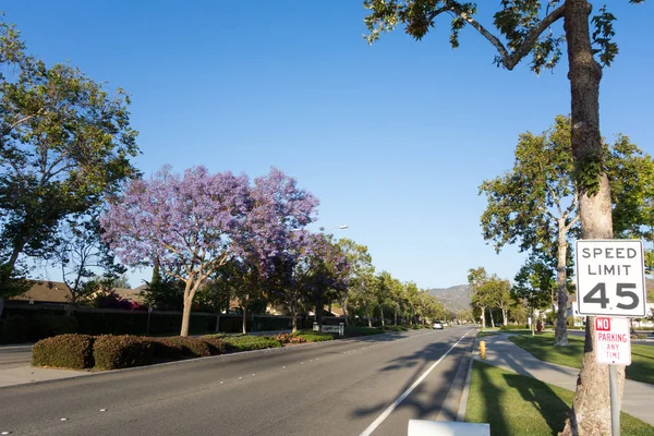 Mor Mavi Jakaranda Camarillo Ventura County Ile Adolfo Sokak — Stok fotoğraf