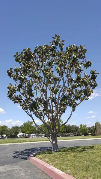 Roh Trávníku Pouliční Kráska Strom Magnolia Městě Camarillo Jižní Kalifornie — Stock fotografie