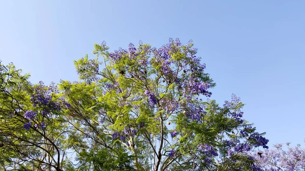 Storslået Rigelig Blomstrende Jacaranda Træ - Stock-foto