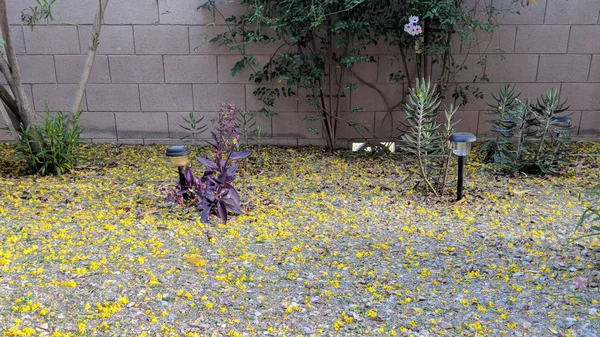 Πολύχρωμο Παιχνίδι Άνοιξη Ανέμου Εξαπλώνεται Κίτρινα Άνθη Του Palo Verde — Φωτογραφία Αρχείου