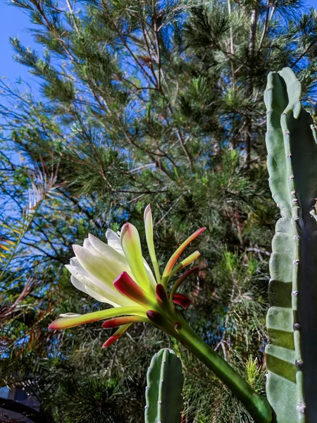 Arizona Senza Spina Dorsale Cactus Fiore Fioritura Notte Procinto Chiudere — Foto Stock