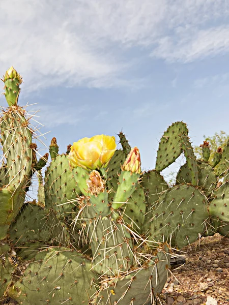 Blooming Prickly Pear Paddle Cactus Avec Des Fleurs Jaunes Dans — Photo