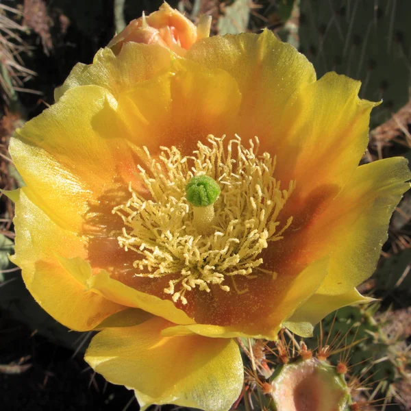 Fügekaktusz Kaktusz Sárga Virága Tavasszal Közelről — Stock Fotó