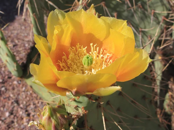 Fleur Jaune Vif Cactus Prickly Pear Chollas Arizona Désert Printanier — Photo