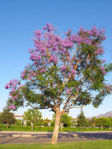 Late Spring magnificently profuse Jacaranda tree flowering, Camarillo, CA