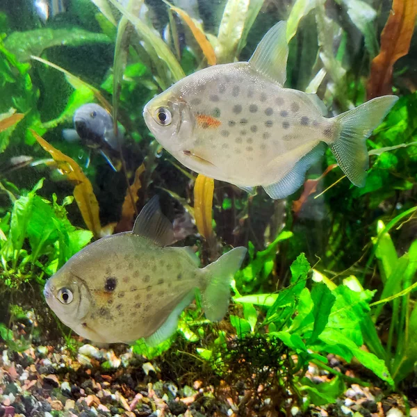 Paire Poissons Argentés Metynnis Lippincottianus Nageant Dans Aquarium Tropical Eau — Photo