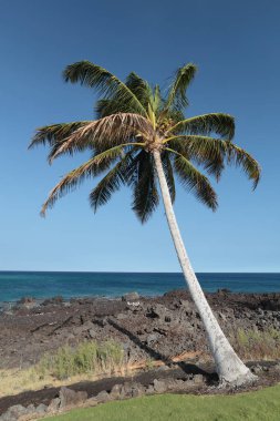 Hawaiian palm