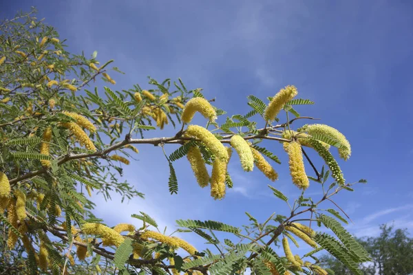 Pendientes Primavera Dorada de Arizona Mesquite — Foto de Stock