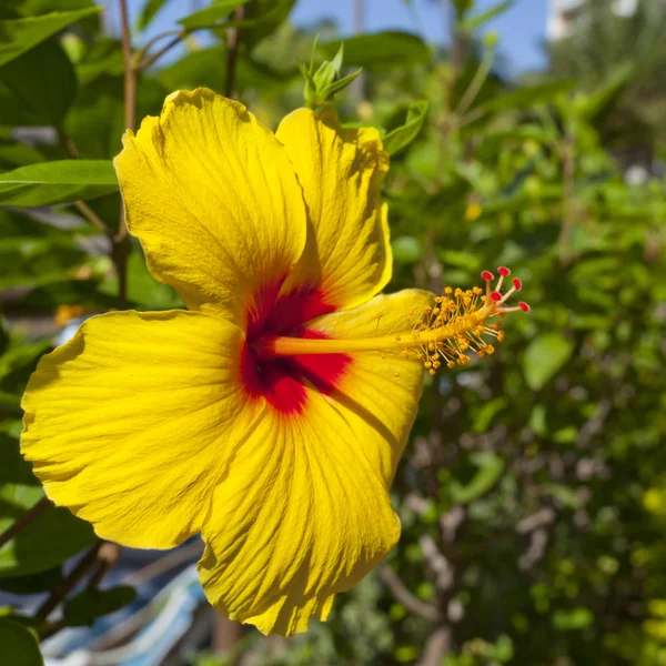 PUA Aloalo (gula Hibiscus) — Stockfoto