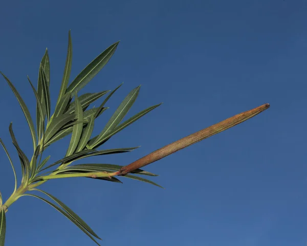 Oleander kapszula — Stock Fotó