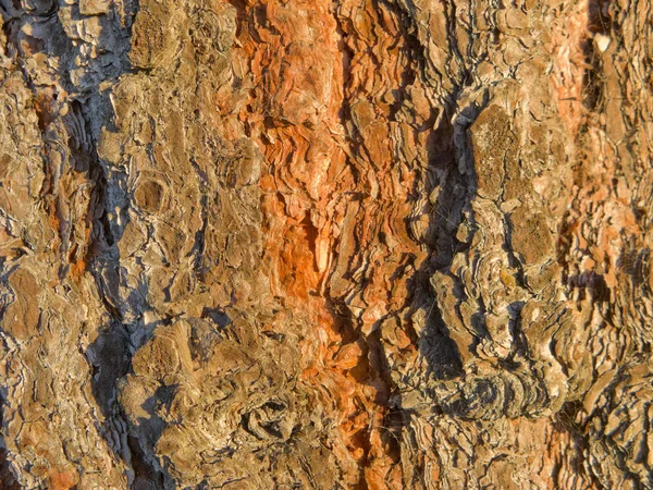 Rusty Pine Tree Bark — Stock Photo, Image