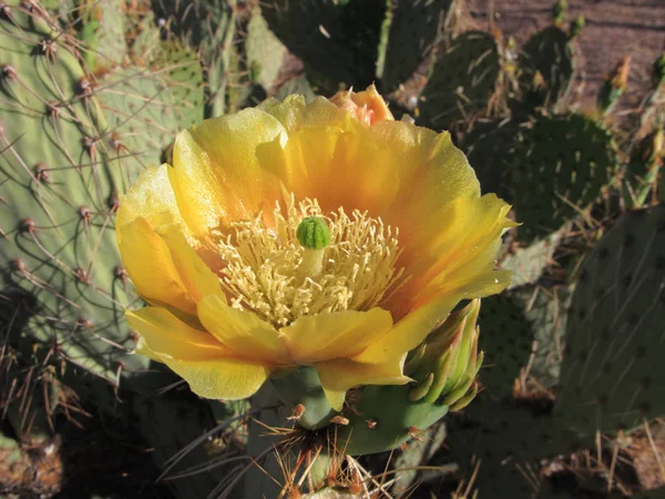 Opuntia flor de cactus —  Fotos de Stock