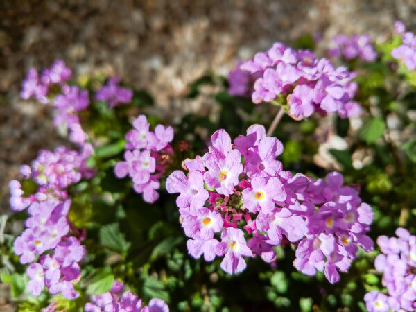 Flowering low rise shrub of Lantana Montevidensis used in desert style xeriscaping