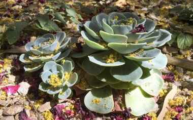 Echeveria Glauca veya tavuk ve piliç etli bahar rüzgar salgın sonra Palo Verde ve zakkum çiçekleri ve yaprakları ile kaplı