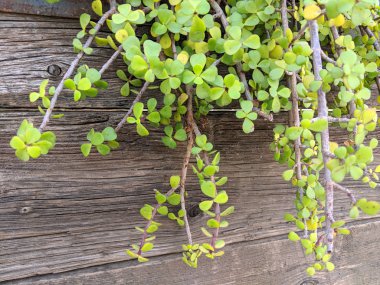 Ahşap bahçe duvarı sulu Afrikalı bitki Portulacaria Afra veya Spekboom fil asılı Bush yıpranmış