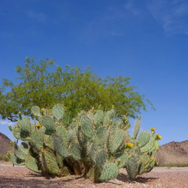Çiçek açan inciri veya kürek kaktüs bahar çölünde, Arizona Sarı çiçekli