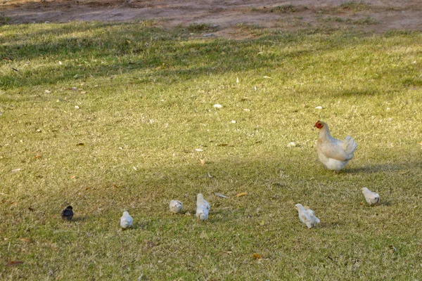 Flock Csibék Mama Tyúk Zöld Fűben Járás — Stock Fotó