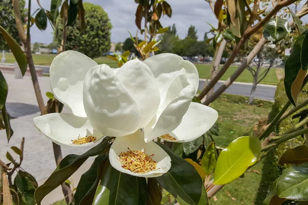 Magnifik Magnolia Vit Blomma Mulen Dag Staden Camarillo Ventura County — Stockfoto