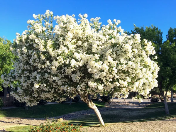 Arizona Patio Trasero Desierto Con Olivo Blanco Primavera Con Cielo — Foto de Stock