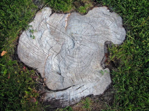 若い草に囲まれた古い木の切り株と概念的な背景 — ストック写真