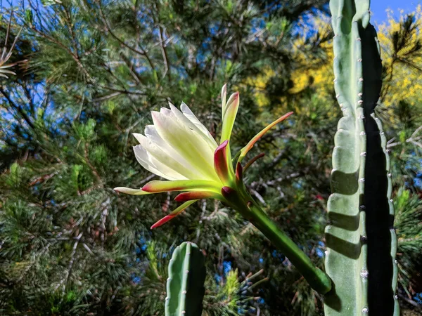 Arizona Senza Spina Dorsale Cactus Fiore Fioritura Notte Procinto Chiudere — Foto Stock