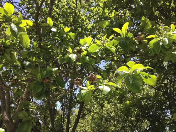 Canopies Verdes Los Castaños Del Cabo Con Los Seepods — Foto de Stock