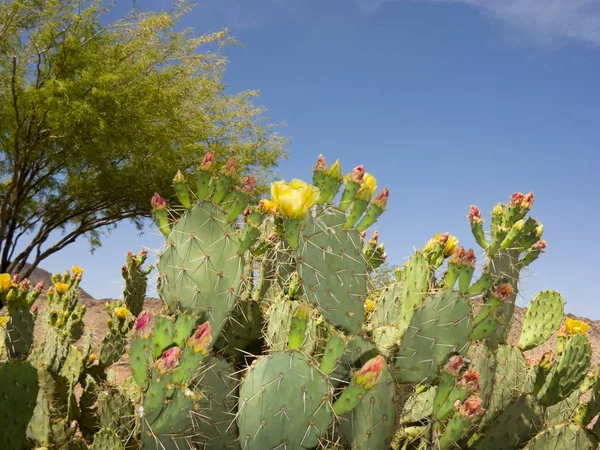 Cactus Poires Épineuses Fleurs Dans Désert Printemps Arizona — Photo