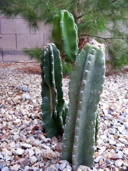 Jardín Del Desierto Primavera Con Cactus Carnoso Offsping — Foto de Stock