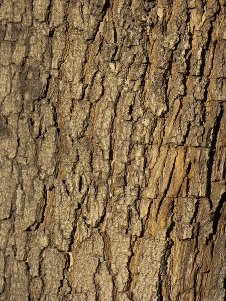 Bark Södra Kalifornien Jacaranda Träd Nära Upp — Stockfoto