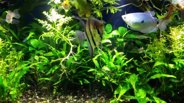 Poisson Ange Gourami Bleu Dans Aquarium Tropical Densément Planté Nageant — Video