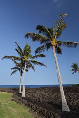 Hawaii Sahili Kona Adası avuç siyah volkanik lav topraklarında