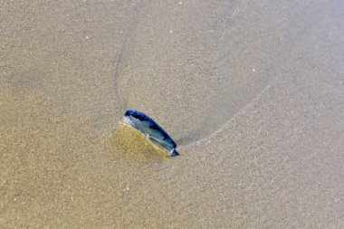 Mavi Velella velella pleuston (veya mor yelken) okyanus plaj telli