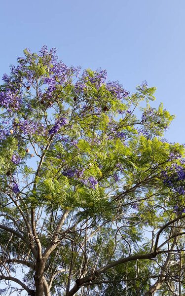 Великолепно обильное цветущее дерево джакаранды
