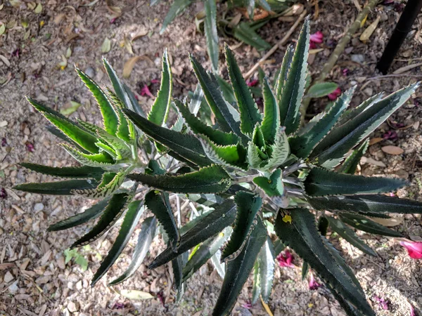 Devils Backbone Sau Alligator Plante Suculente Care Cresc Curtea Din — Fotografie, imagine de stoc