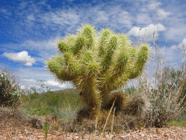 Désert Arizona Cholla Cactus Lost Dutchman Park — Photo