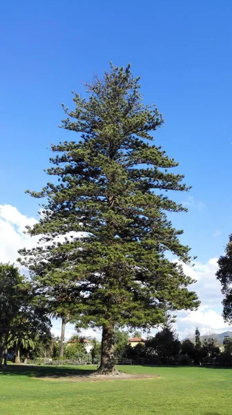 Norfolk Island Pine Velký Strom Vysazeny Jižní Kalifornii Městě Camarillo — Stock fotografie