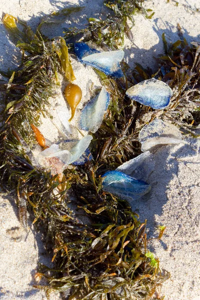 Weiße Velella Velella Segel Stranden Zusammen Mit Braunen Kelp Algen — Stockfoto