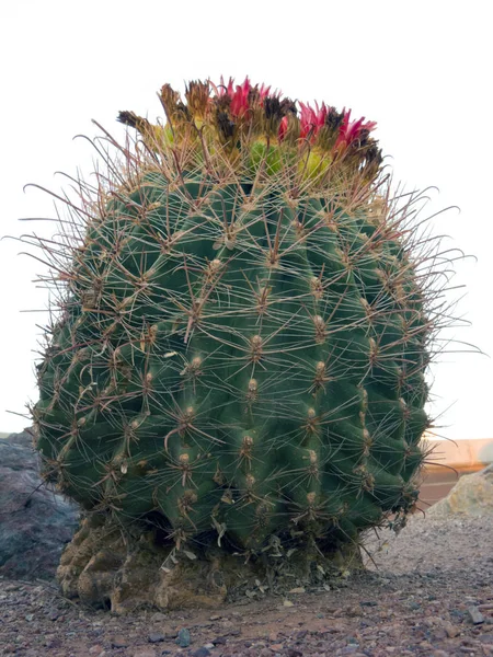 Cactus Blooming Arizona Barrel Fishhook Con Frutas Verdes Amarillas Parte — Foto de Stock