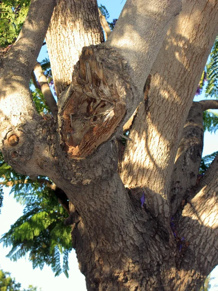 Живые Сломанные Ветви Калифорнийского Дерева Jacaranda Закройте — стоковое фото