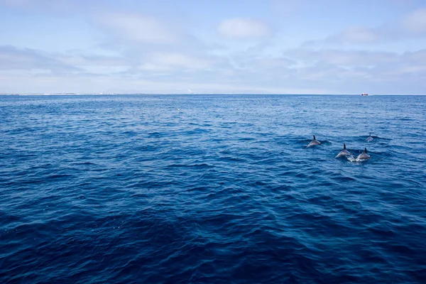 Delfines Juguetones Nadando Aguas Abiertas Cerca Costa Ventura California Del — Foto de Stock