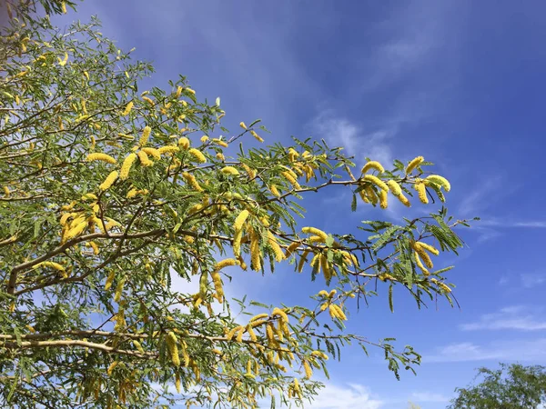 Mesquite Træ Kviste Med Blomstrende Blomster Foråret Tid - Stock-foto