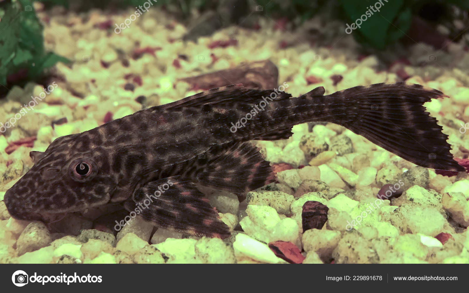 Aquarium Bottom Dweller Cat Fish Hypostomus Plecostomus — Stock Photo